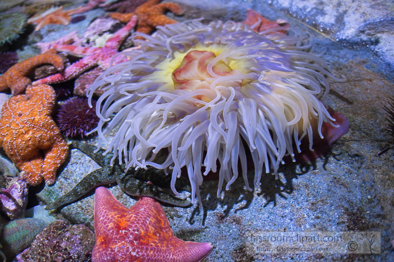 aggregating-sea-anemone-photo-094.jpg
