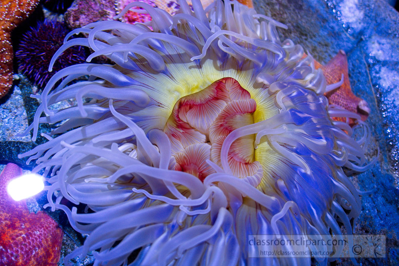 aggregating-sea-anemone-photo-095E.jpg