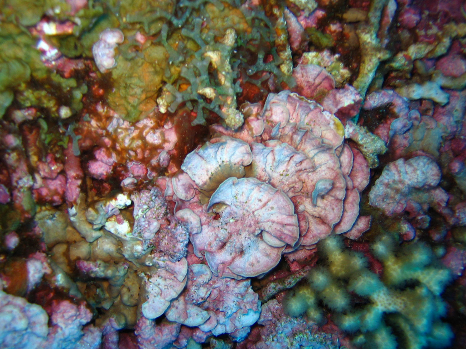b0-coral.jpg