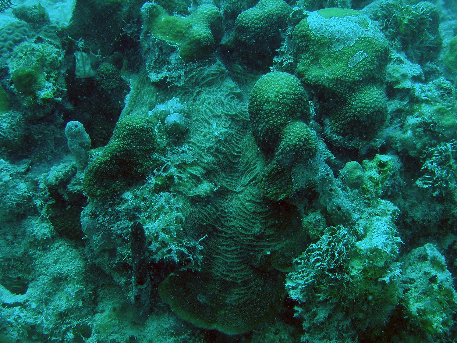 blue-green-coral-453.jpg