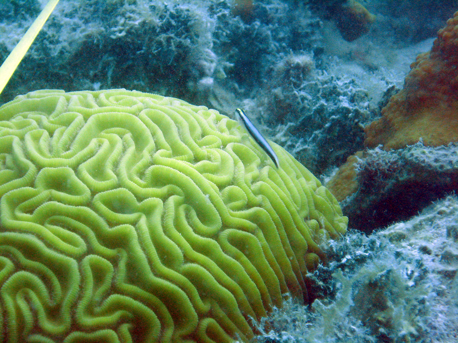 brain-coral-34.jpg