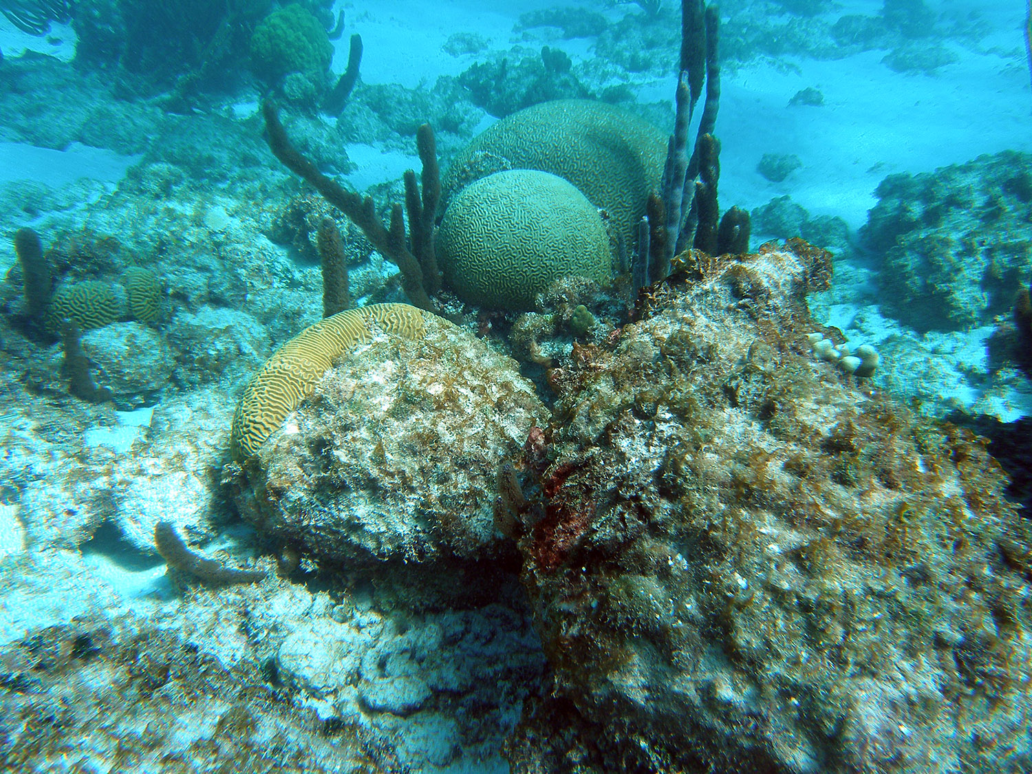 brain-coral-on-sea-floor.jpg
