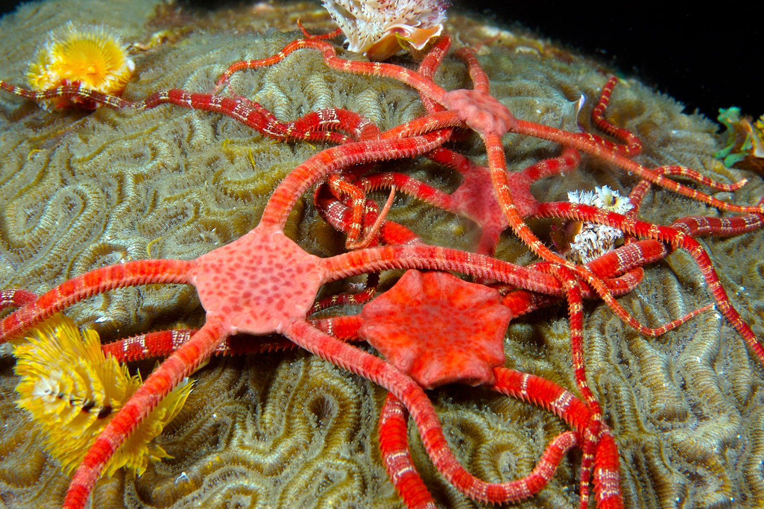 brittle-star-coral-reef.jpg