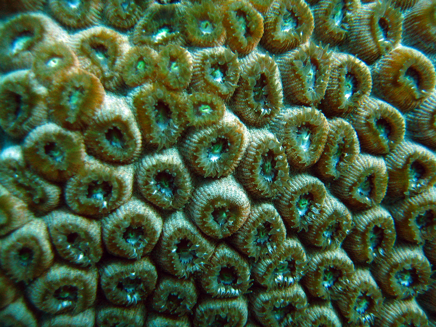 closeup-coral-polyps-309.jpg