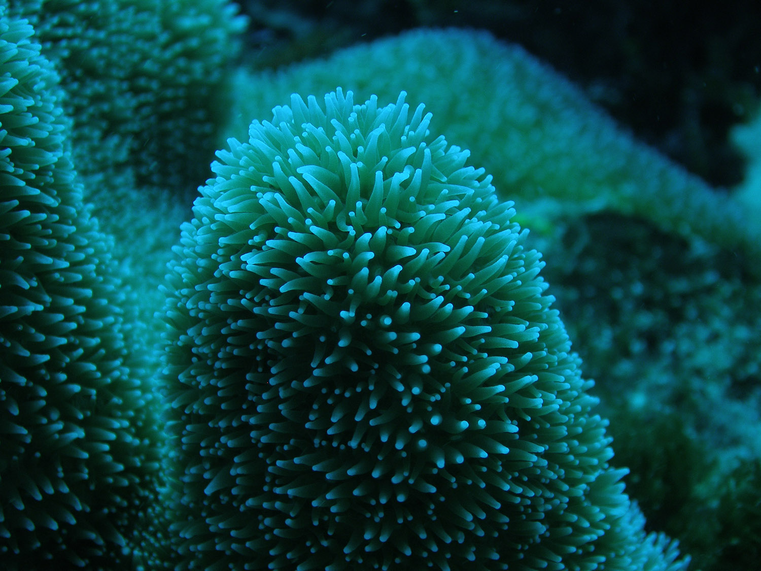 closeup-coral-polyps-34.jpg