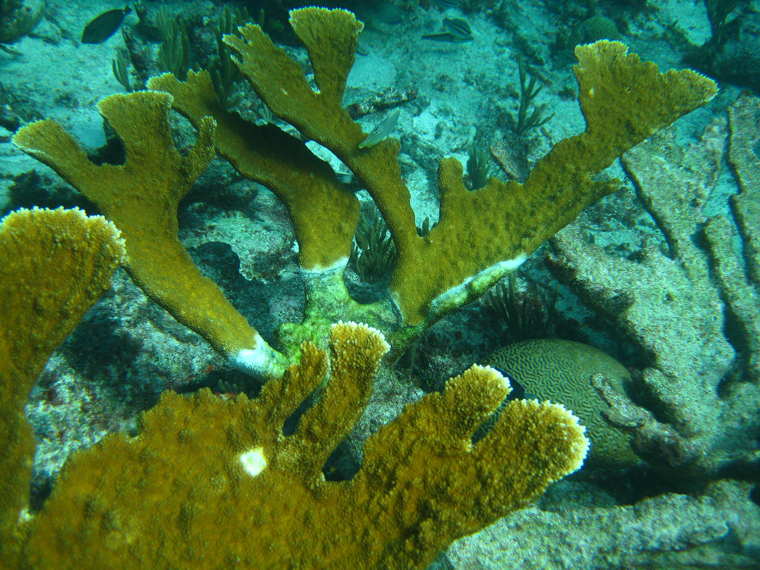 coral-1007.jpg