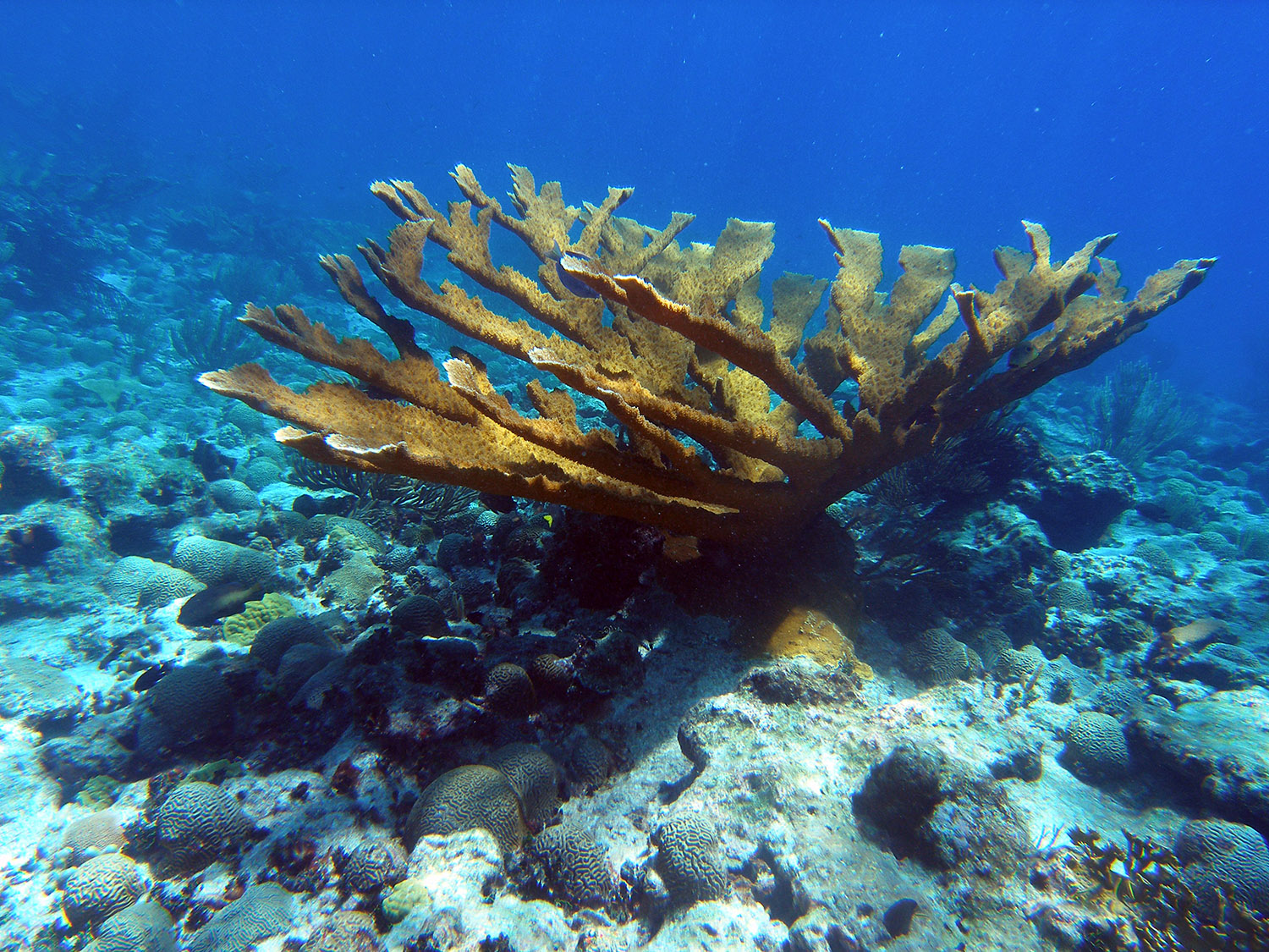coral-407.jpg