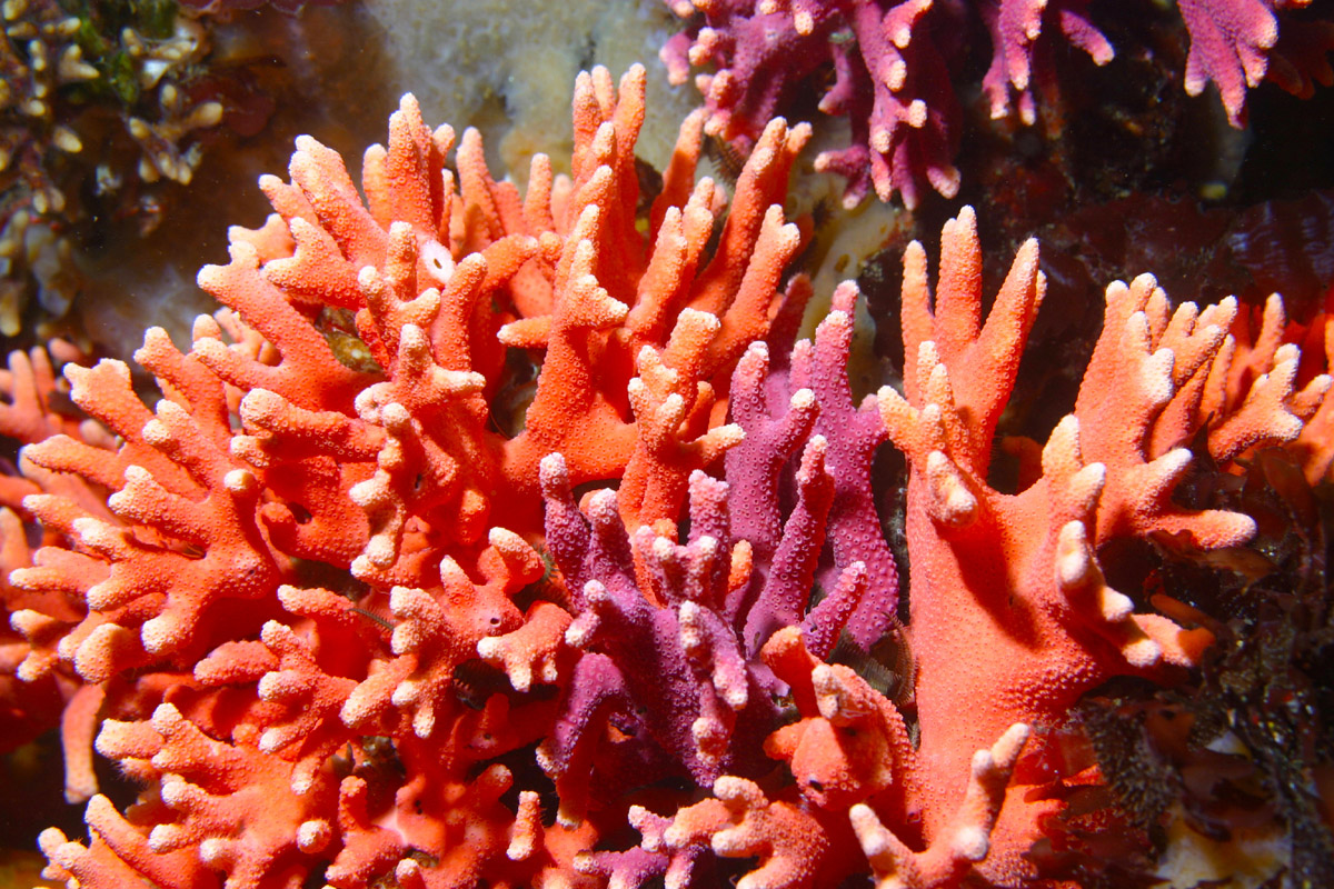 coral-4933a.jpg