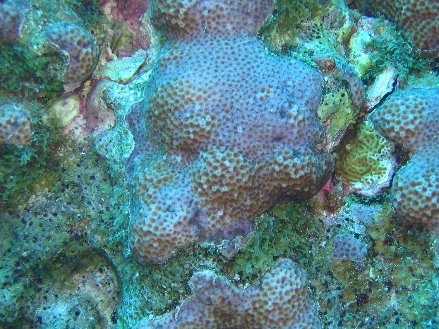 coral-closeup.jpg
