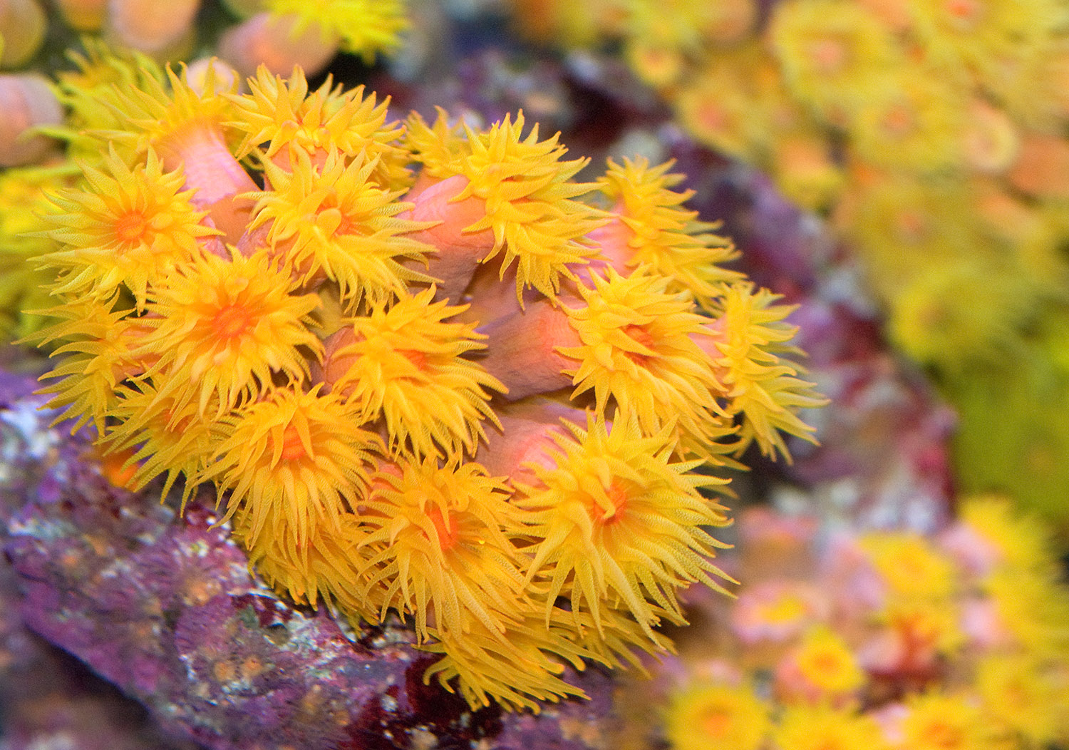 coral-polyps-014.jpg