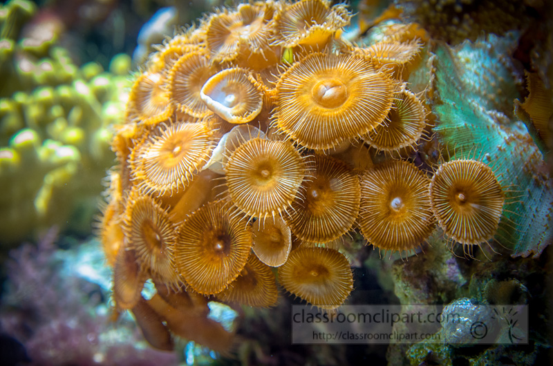 coral-reef-invertebrate-animals-photo-3953.jpg