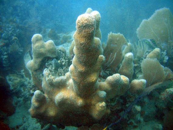 coral-reef-pd.jpg