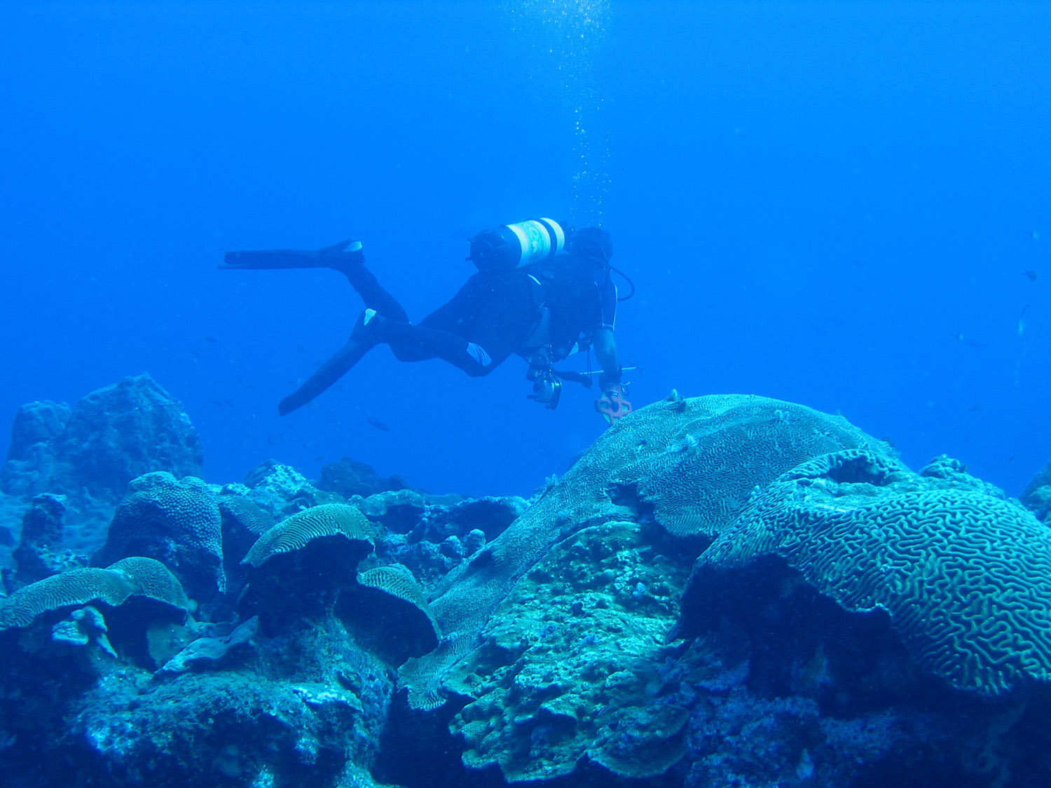 diver-coral.jpg