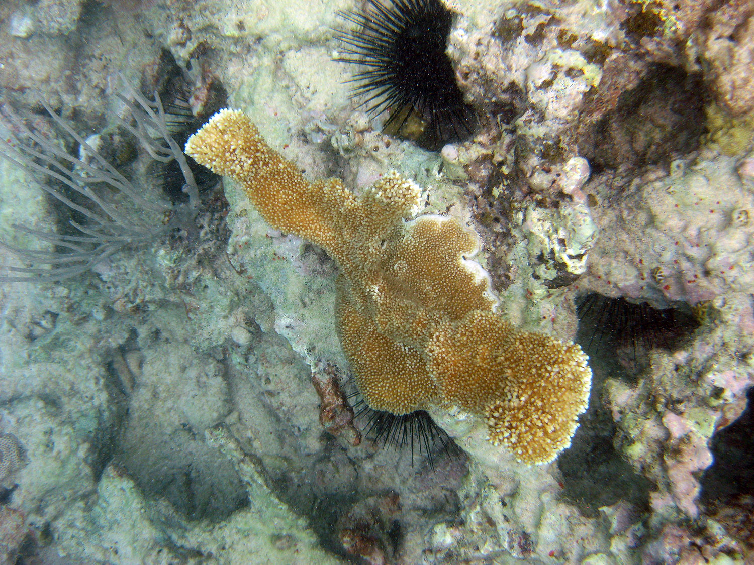elkhorn-coral-12.jpg
