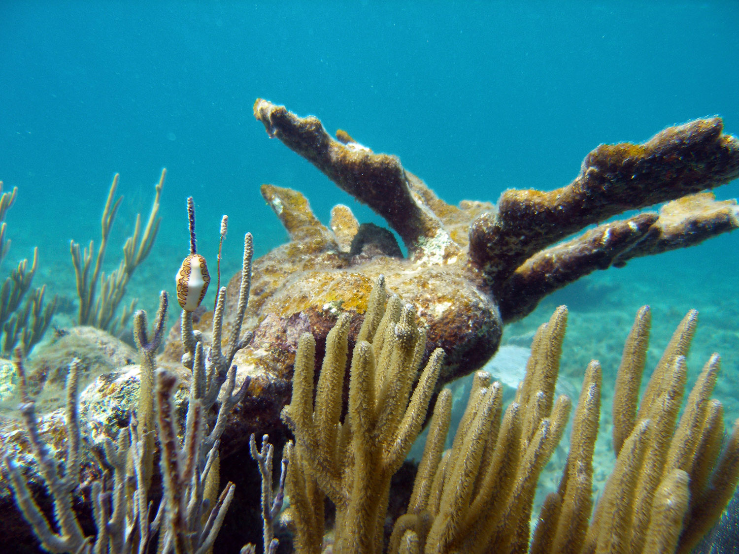 elkhorn-coral-121.jpg