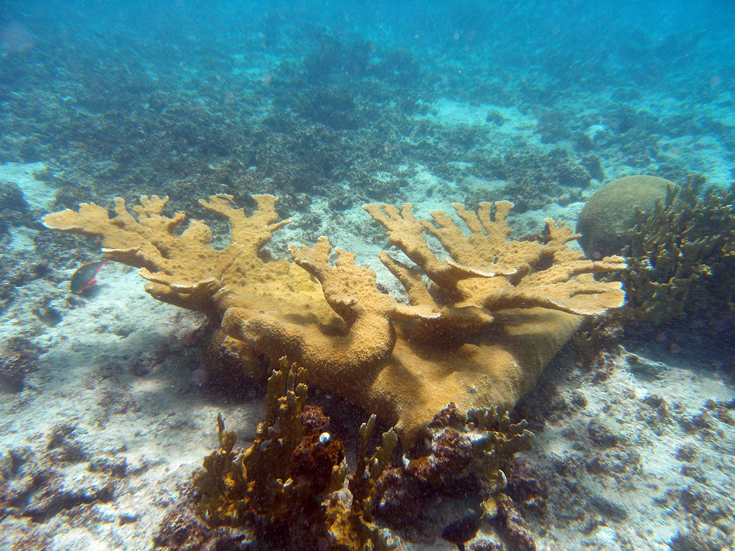 elkhorn-coral-50.jpg