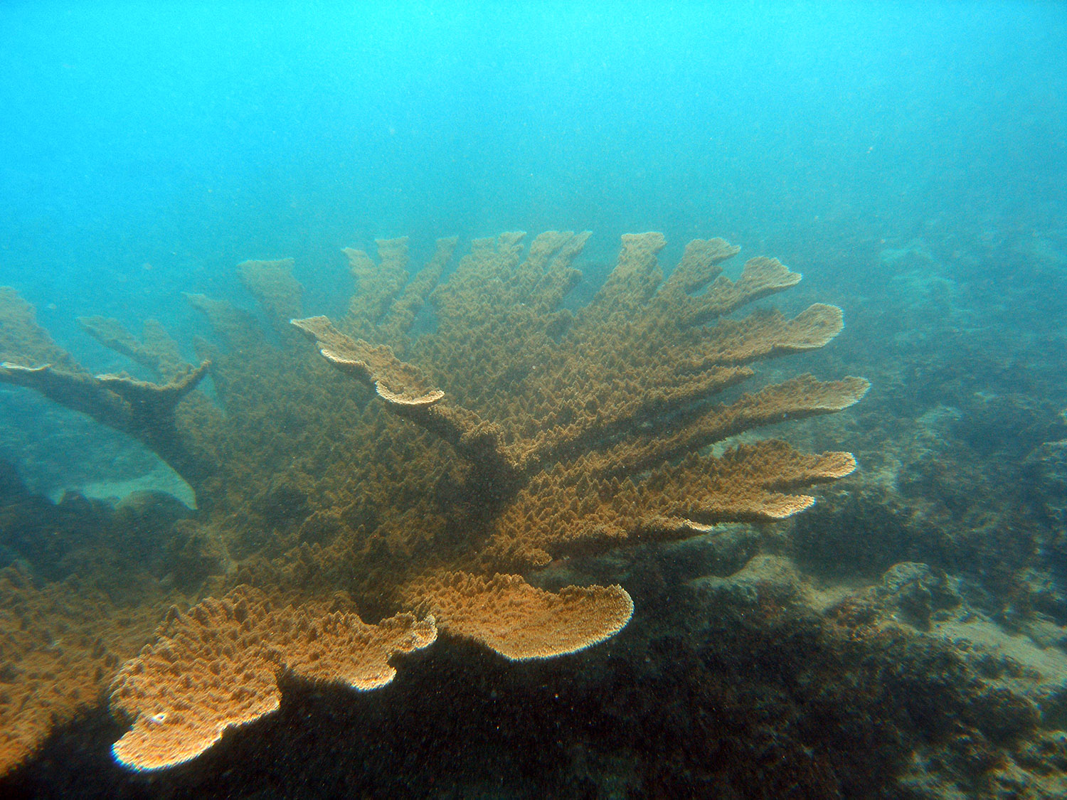 elkhorn-coral.jpg