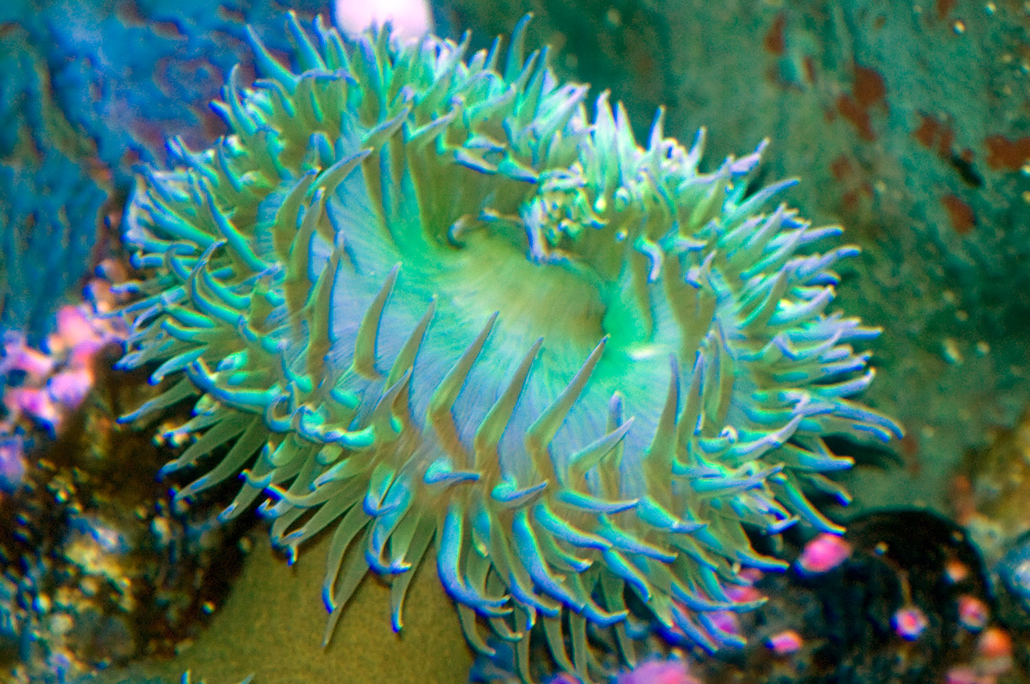 green-sea-anemone-photo-image-034.jpg