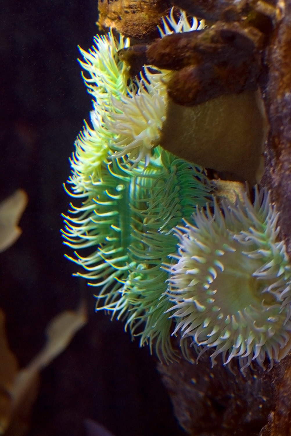 green-white-sea-anemones-405.jpg