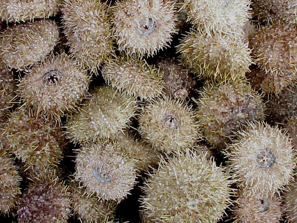 group-of-sea-urchins.jpg