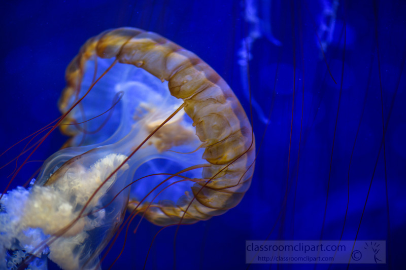 japanese-sea-nettle-jellyfish-photo-8503264.jpg