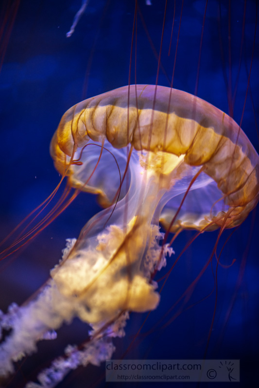 japanese-sea-nettle-jellyfish-photo-8503265.jpg