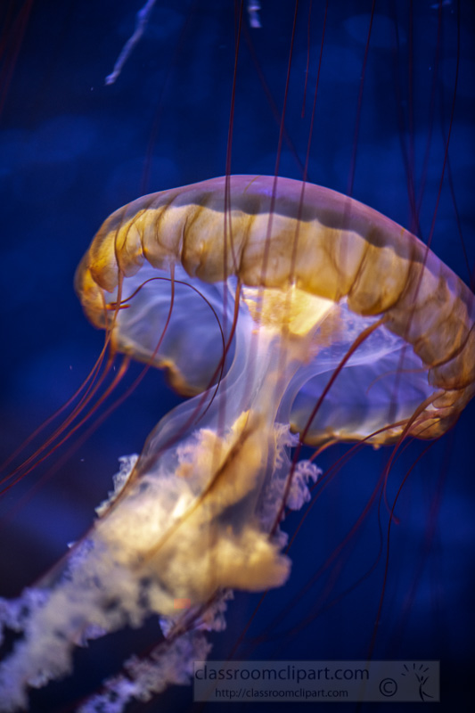japanese-sea-nettle-jellyfish-photo-8503266.jpg