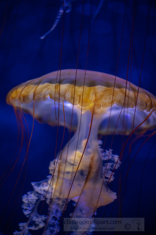 japanese-sea-nettle-jellyfish-photo-8503267.jpg