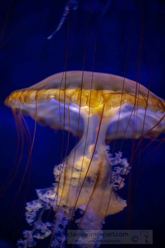 japanese-sea-nettle-jellyfish-photo-8503268.jpg