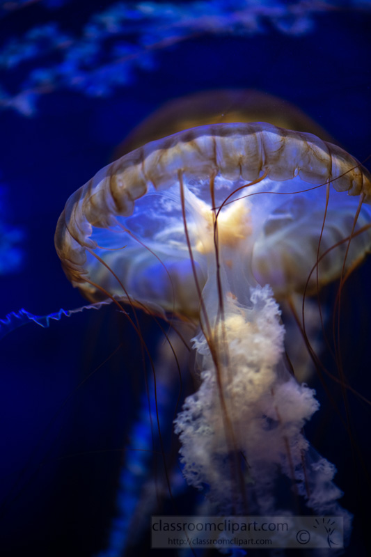 japanese-sea-nettle-jellyfish-photo-8503272.jpg