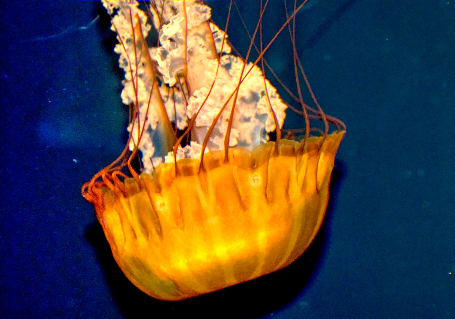 jellyfish 538.jpg