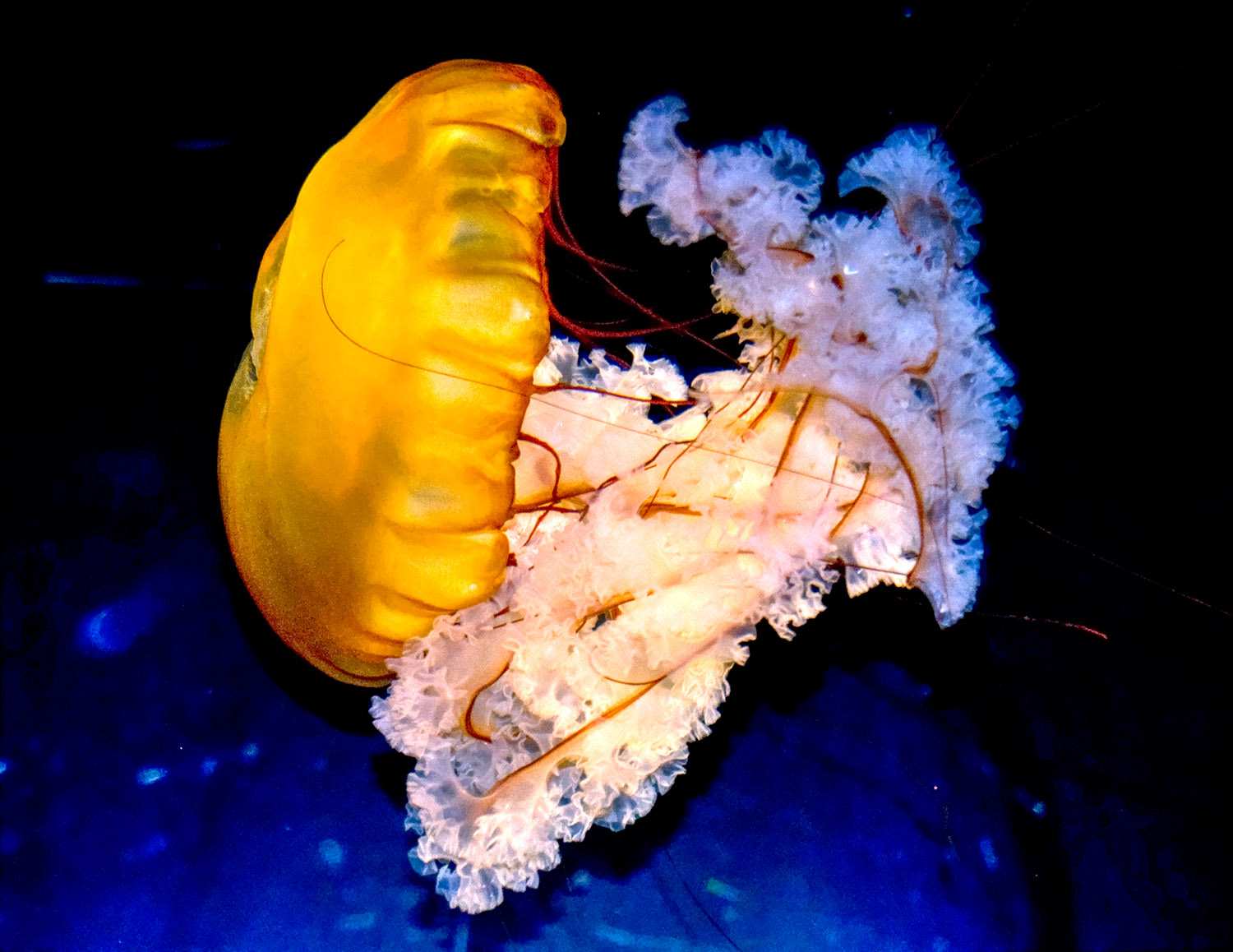 jellyfish 576.jpg
