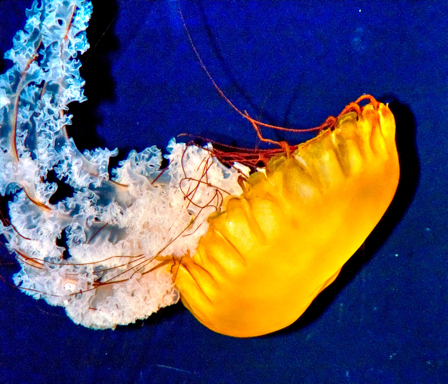 jellyfish 578.jpg