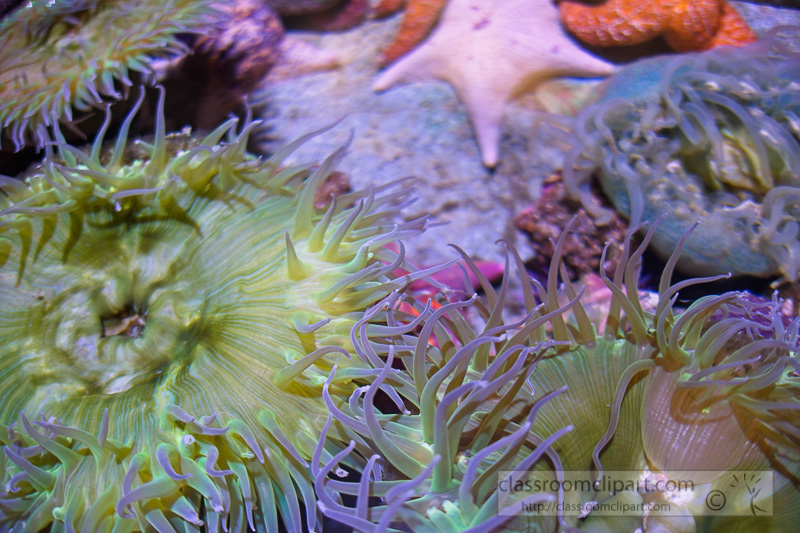 large-sea-anemones-7091.jpg