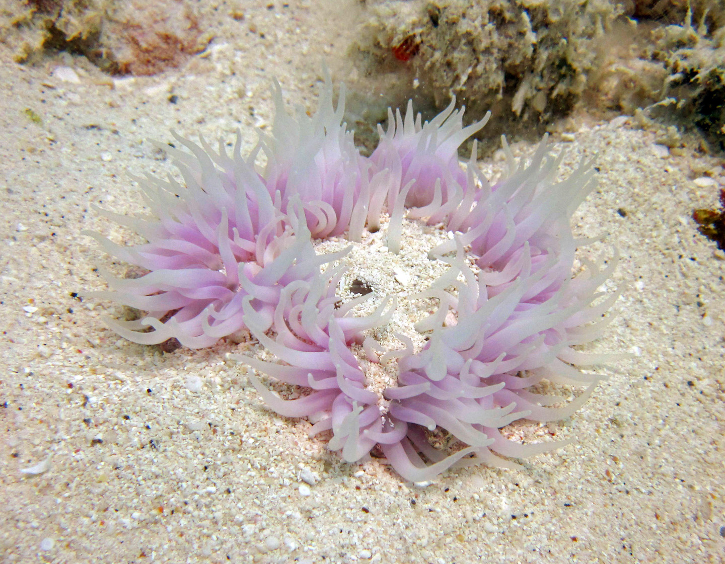 n-anemone-on-a-sandy-patch.jpg