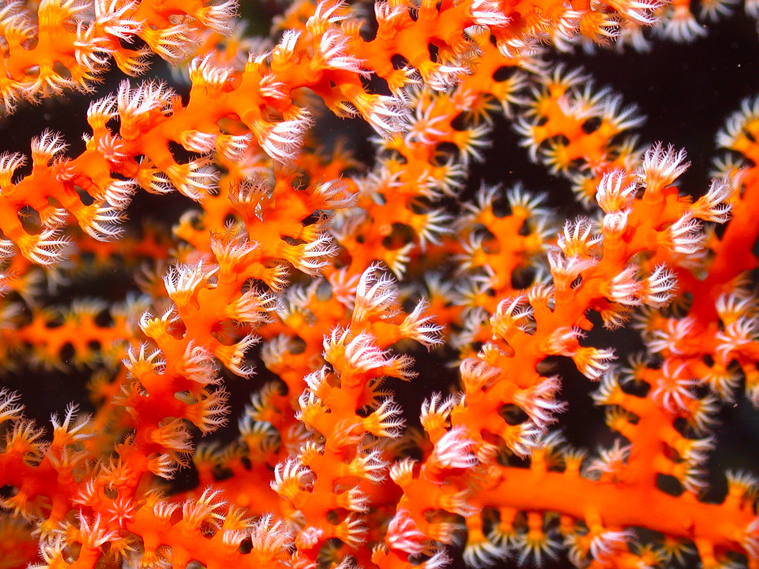 orange-coral-polyps-32s.jpg