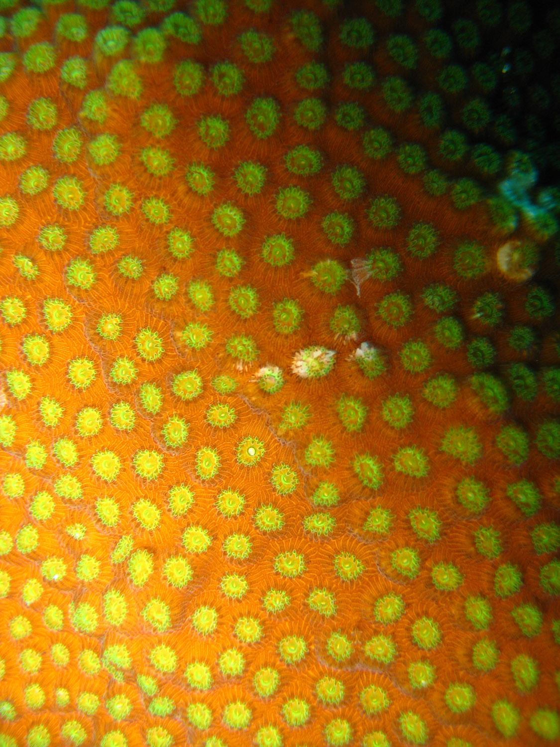 orange-yellow-coral-polyps.jpg