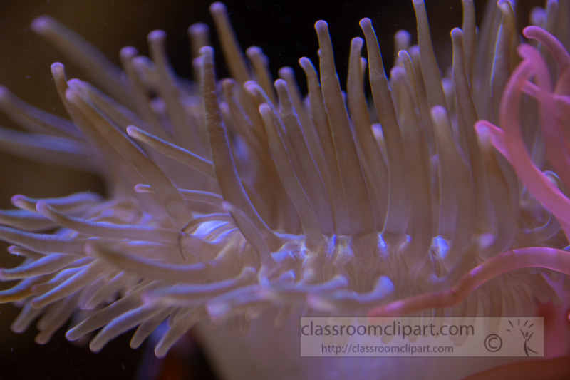 photo-close-up-of-anemone-tentacles_8508033.jpg