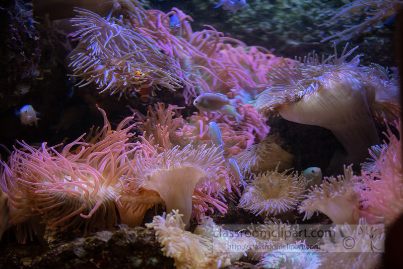 photo-of-a-group-of-sea-anemones-and-fish_8508252.jpg