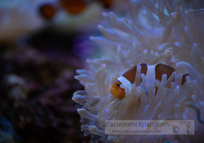 photo-of-clownfish-symbiotic-relationship-with-stinging-sea-anemones_8508015.jpg