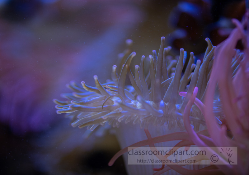 photo-of-clownfish-symbiotic-relationship-with-stinging-sea-anemones_8508018.jpg