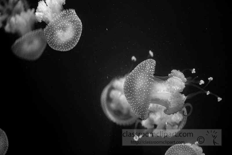 photo-translucent-white-spotted-jellies-8507956.jpg