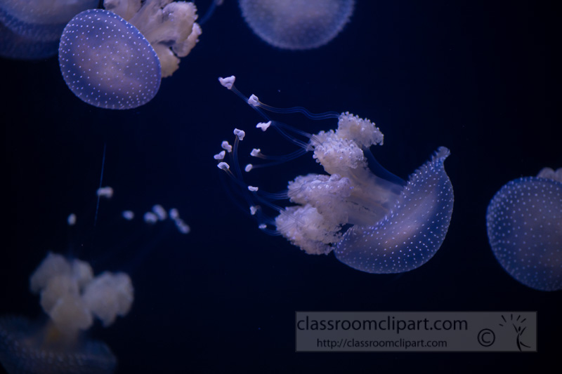 photo-translucent-white-spotted-jellies-8508203.jpg