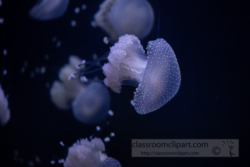 photo-translucent-white-spotted-jellies-8508213.jpg