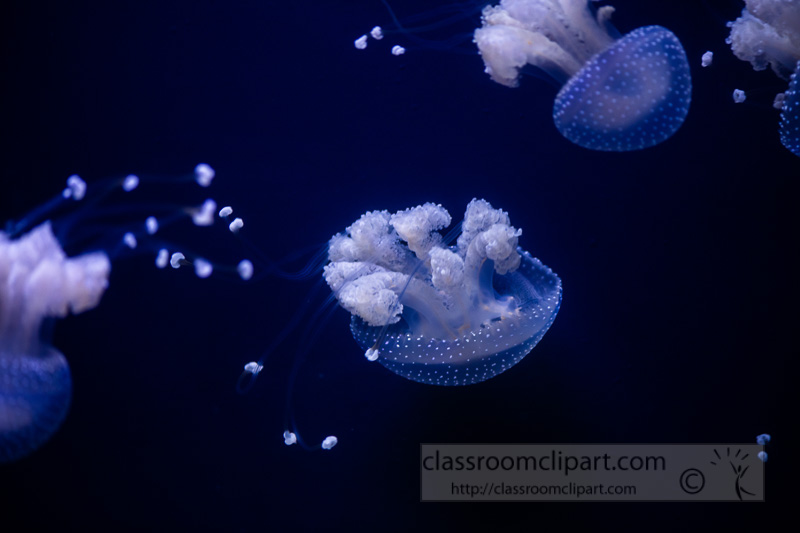photo-translucent-white-spotted-jellies-8508223.jpg