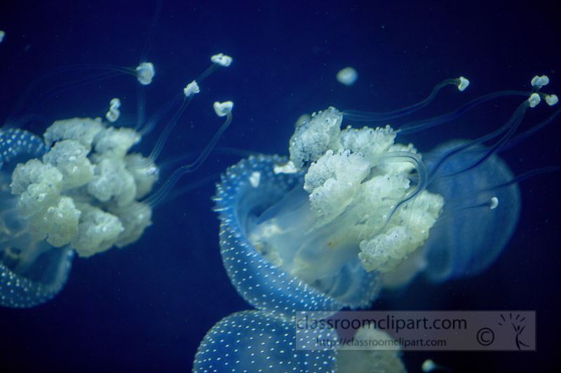 photo-translucent-white-spotted-jellies-swimming-934.jpg