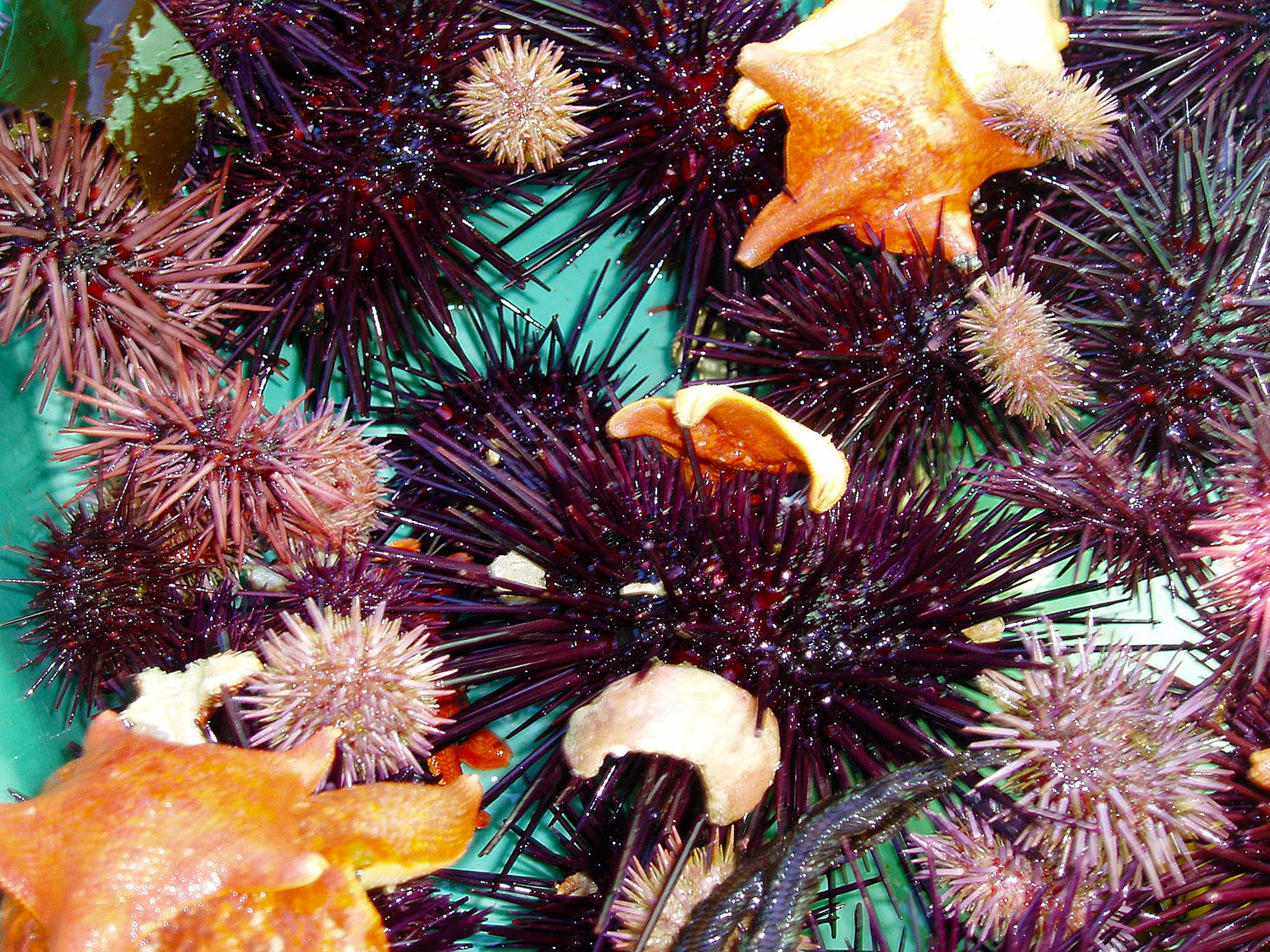 pink-purple-sea-urchins.jpg