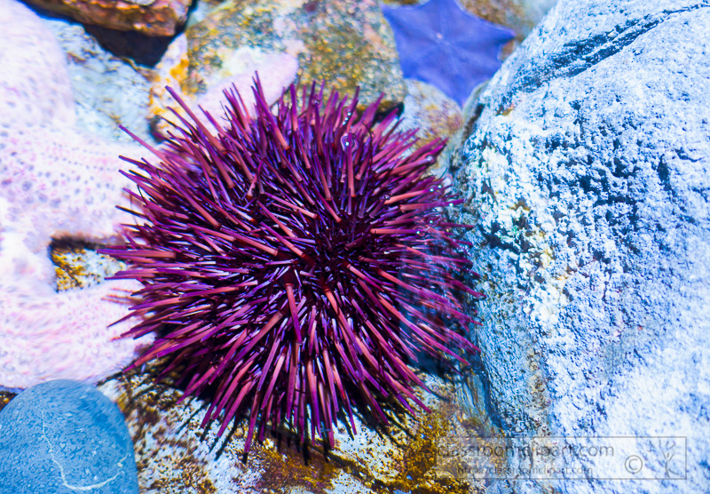 purple-sea-urchin-photo-081E.jpg