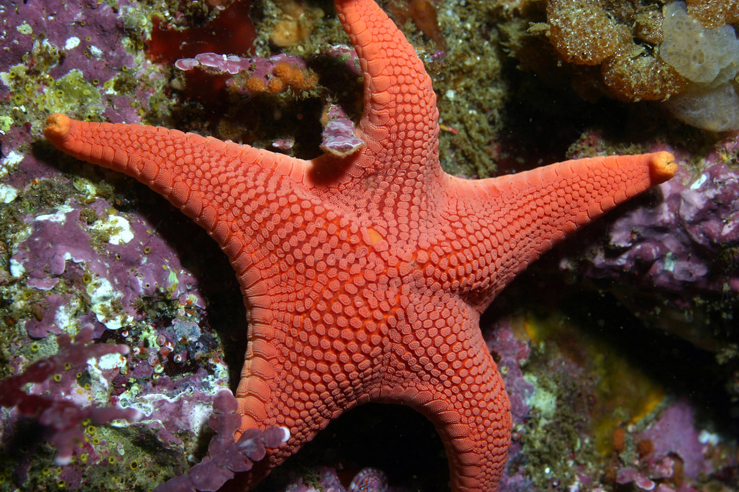 red-sea-star-0.jpg