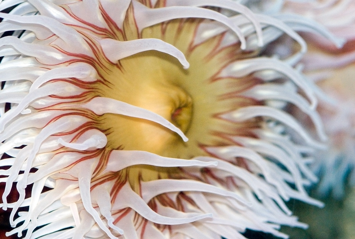 sea-anemone-photo-image-03.jpg